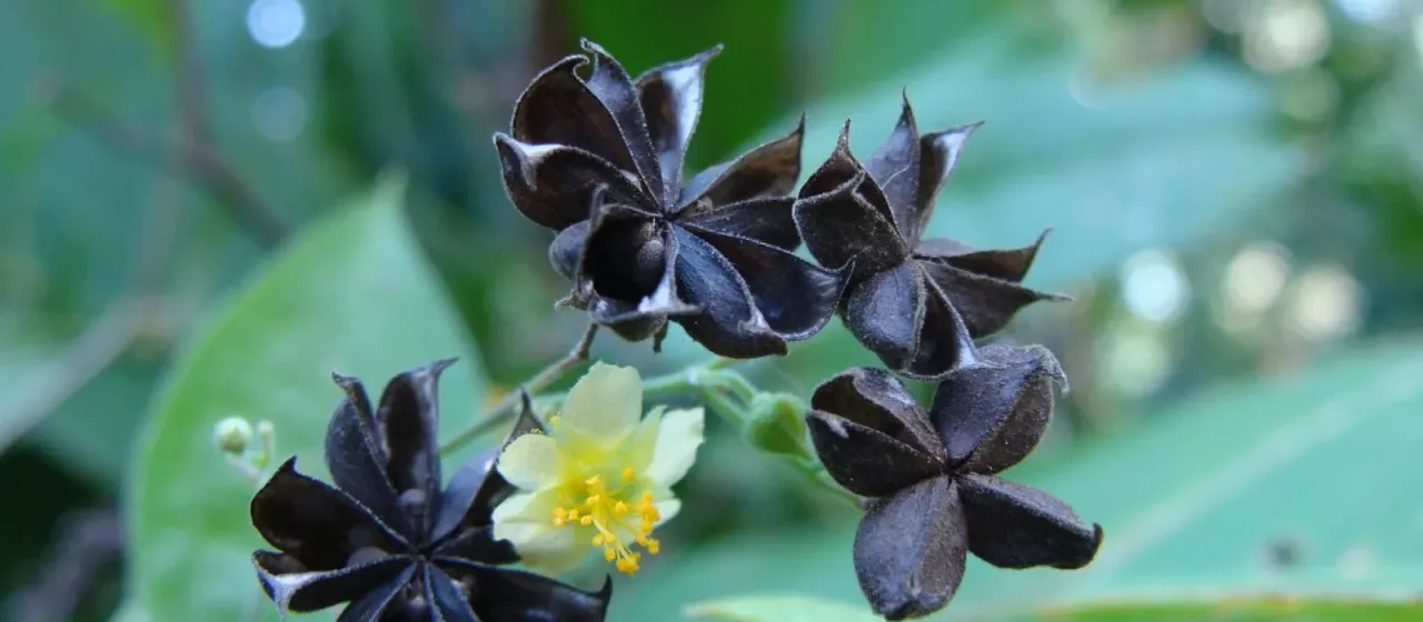 Wissadula excelsior