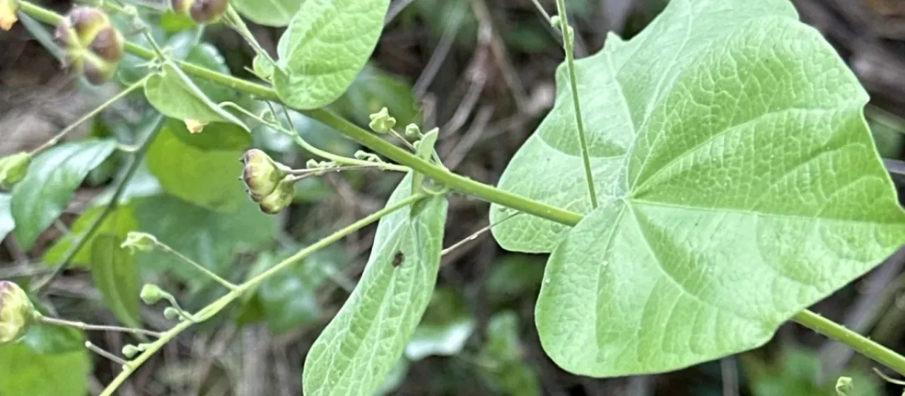 Wissadula hirsuta