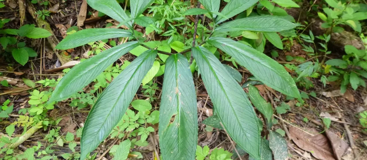 Xanthosoma helleborifolium