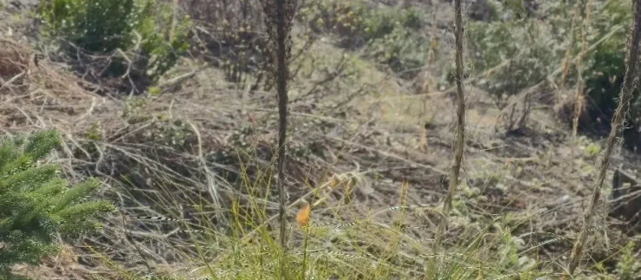 Xerophyllum tenax