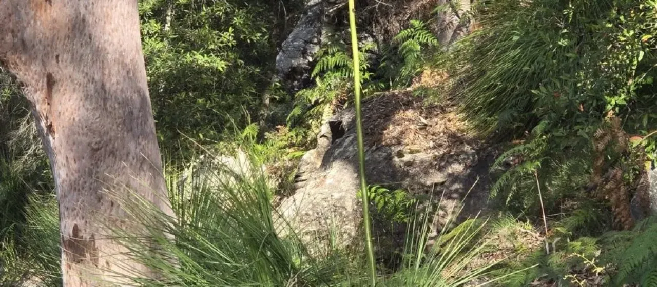 Xanthorrhoea arborea