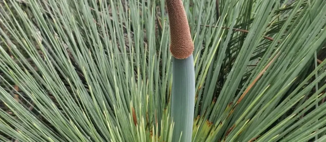 Grass tree