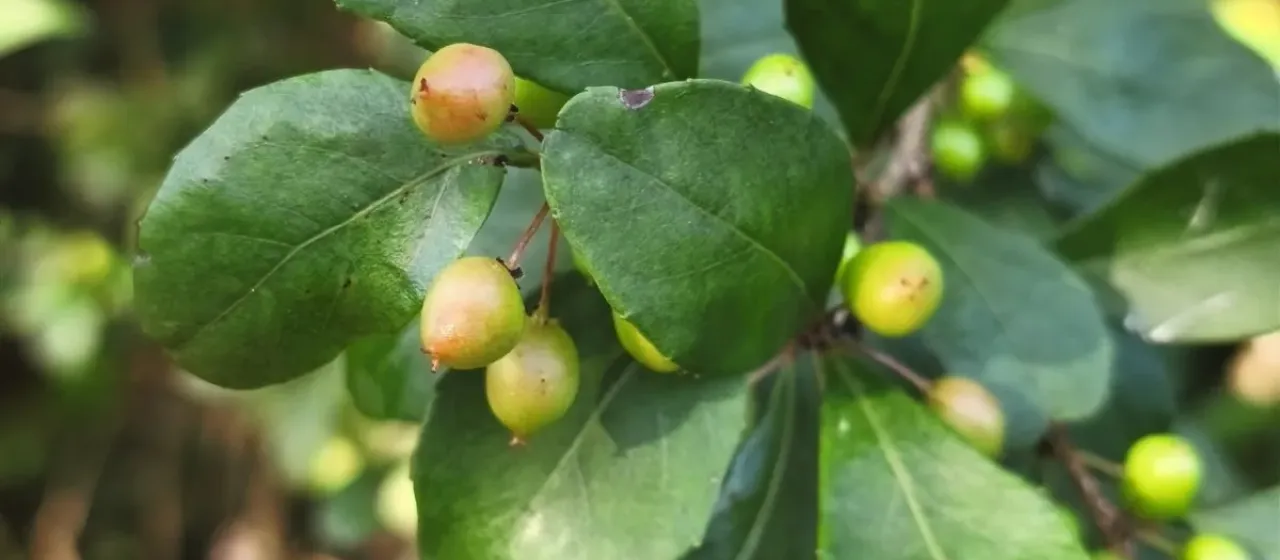 Xylosma G. Forst.