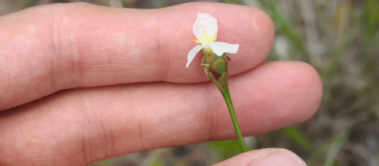 Carolina yelloweyed grass