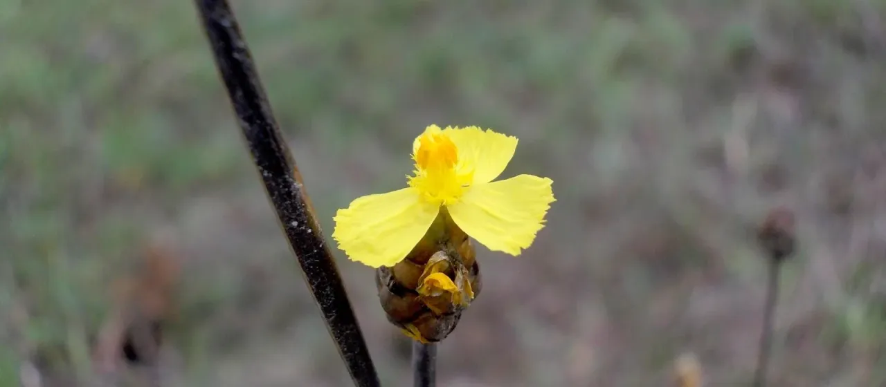 Xyris indica