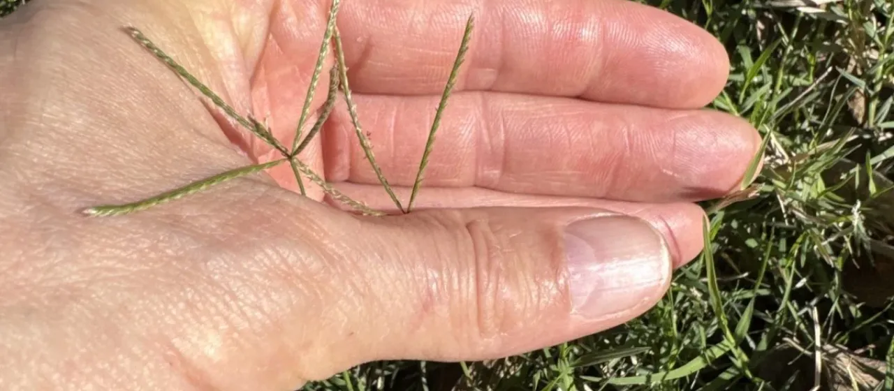 Bermuda grass