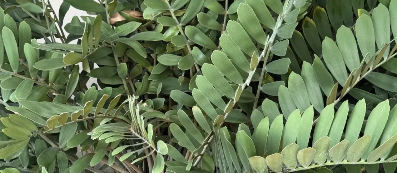 Zamia furfuracea