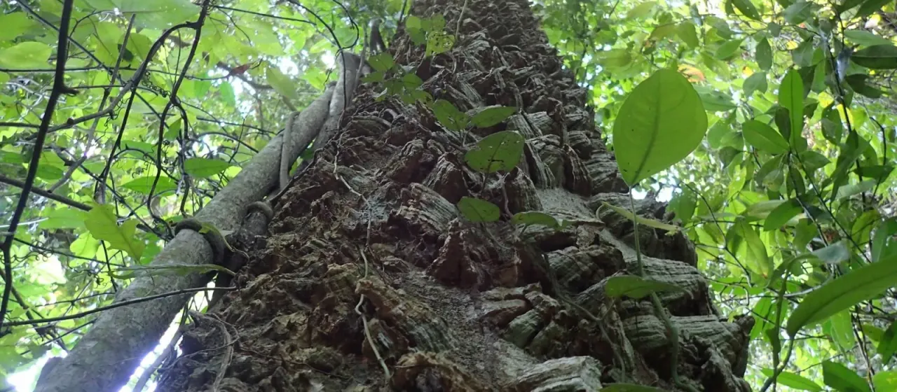 Zanthoxylum gilletii