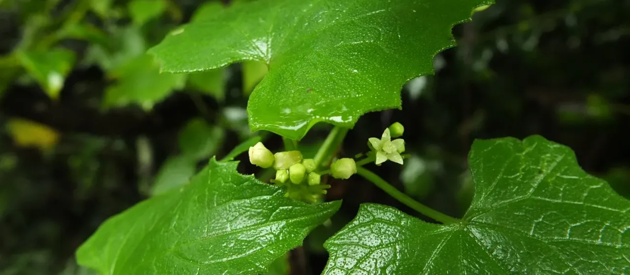 Zehneria maysorensis