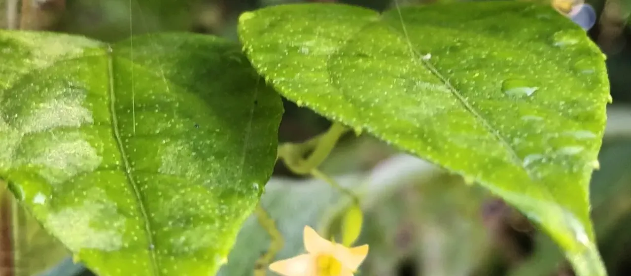 Zehneria thwaitesii