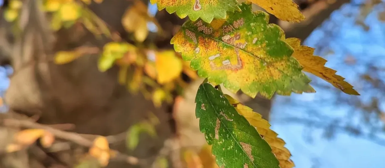 Caucasian elm