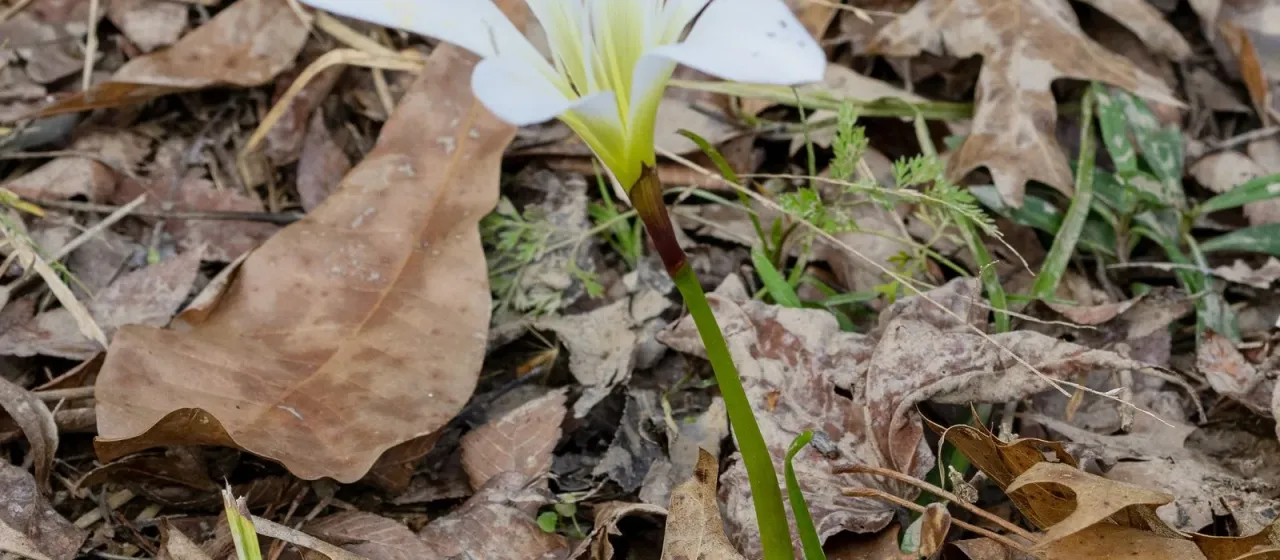 Atamasco lily