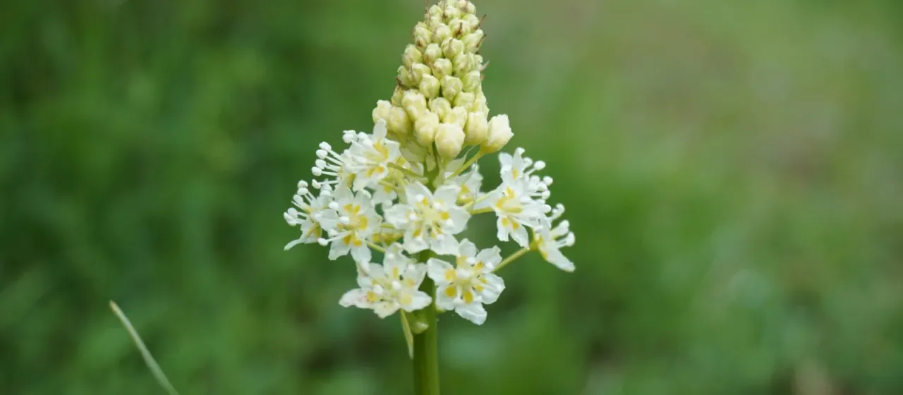 Death camas