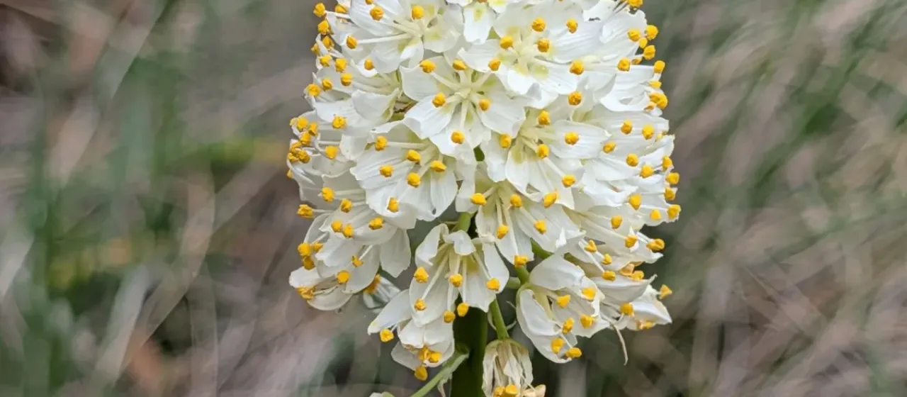 Nuttall's deathcamas