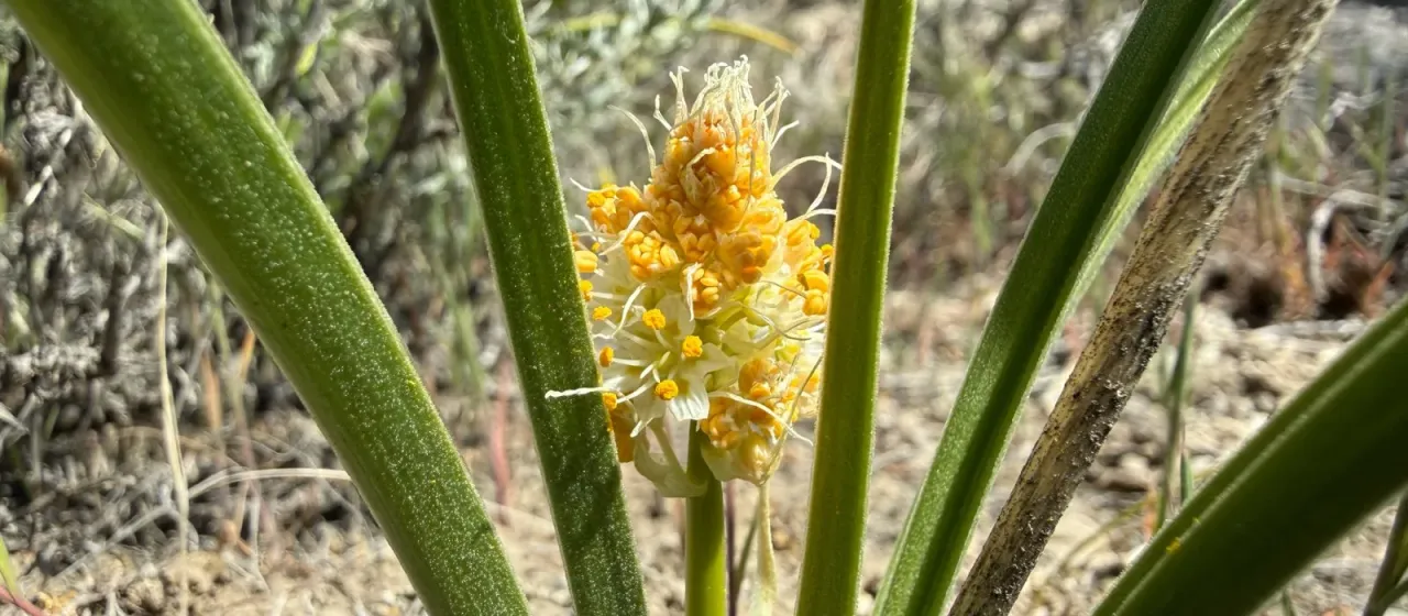 Foothill deathcamas