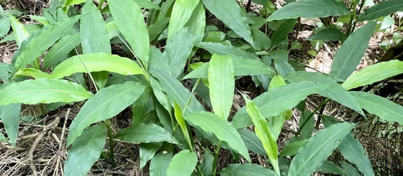 Japanese ginger