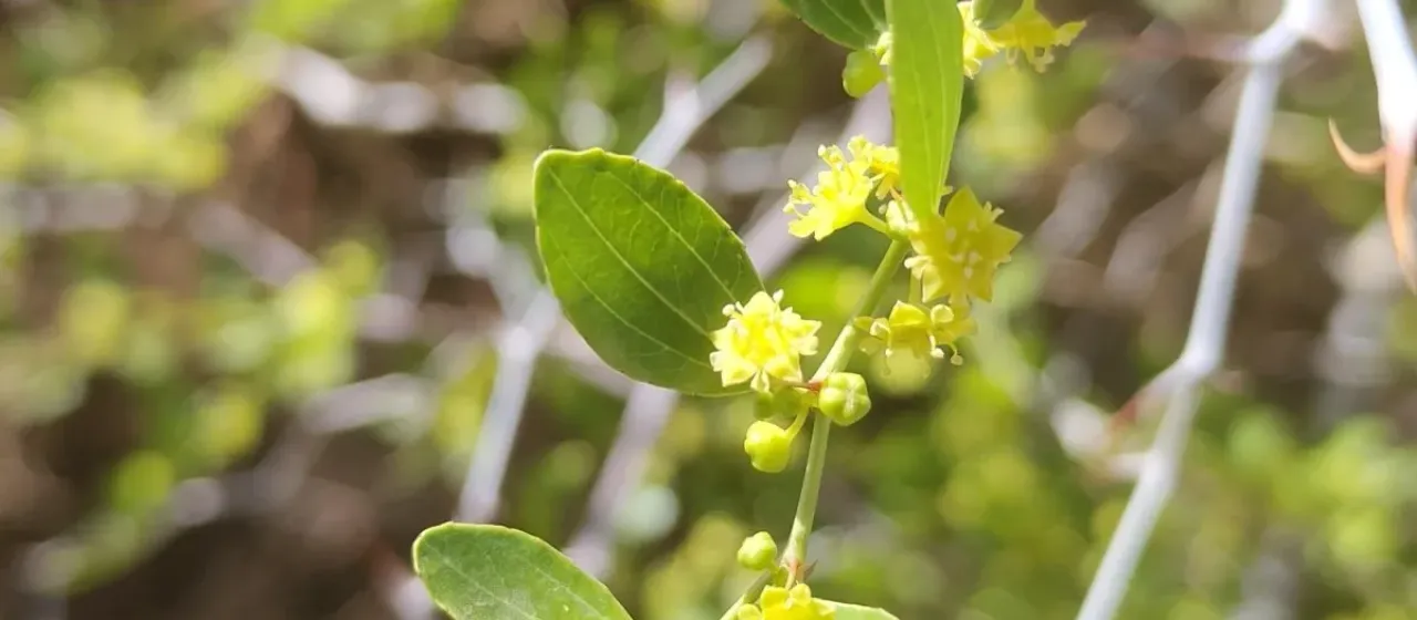 Ziziphus lotus