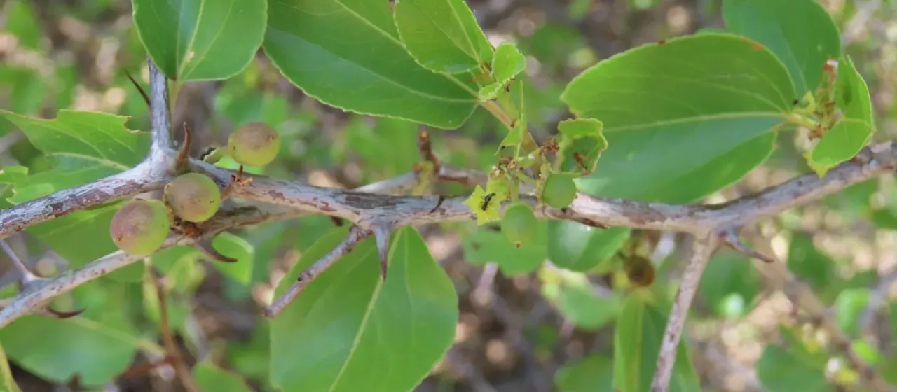 Buffalo thorn
