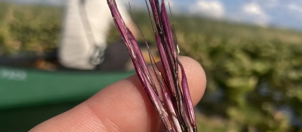 Wild rice