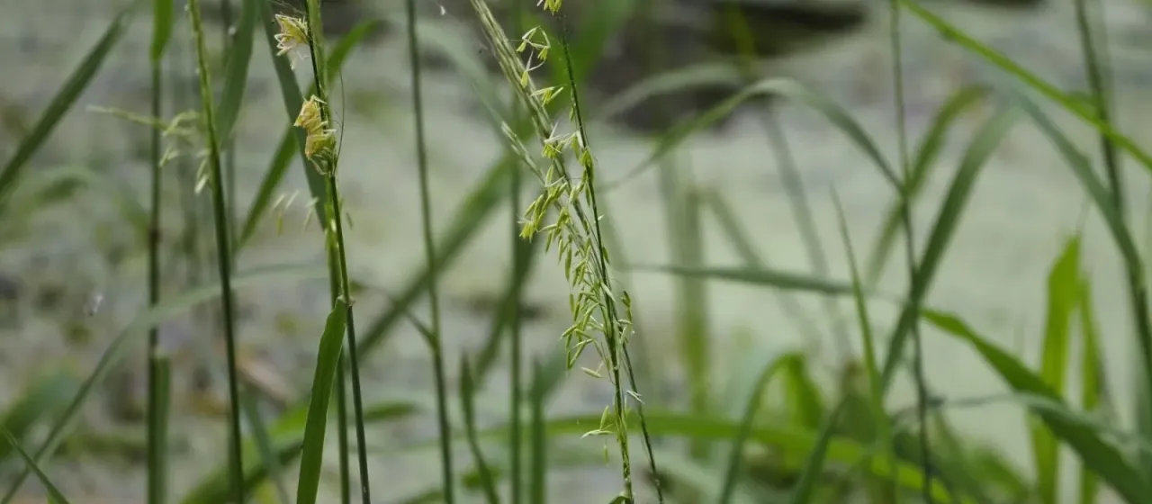 Texas wild rice