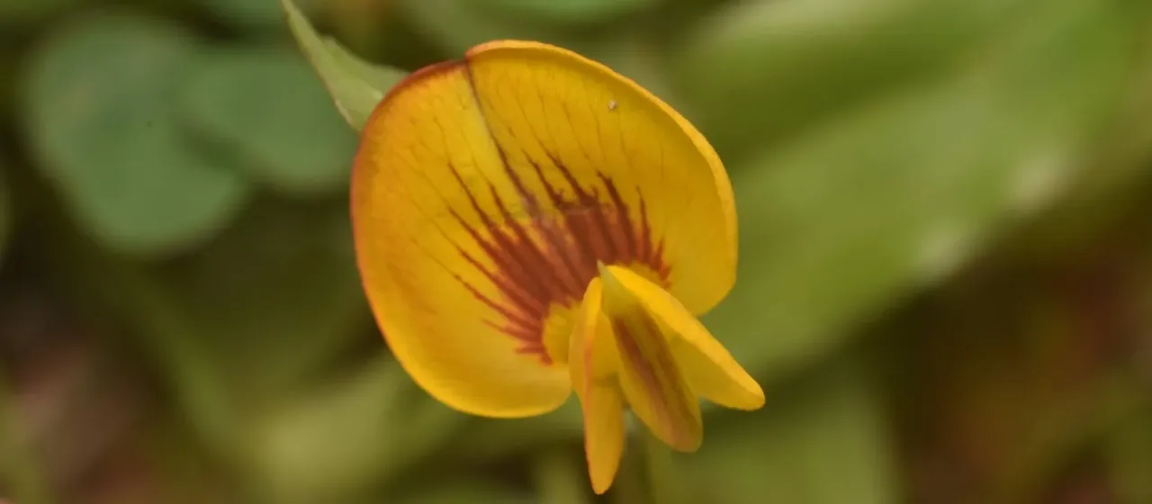 Zornia diphylla