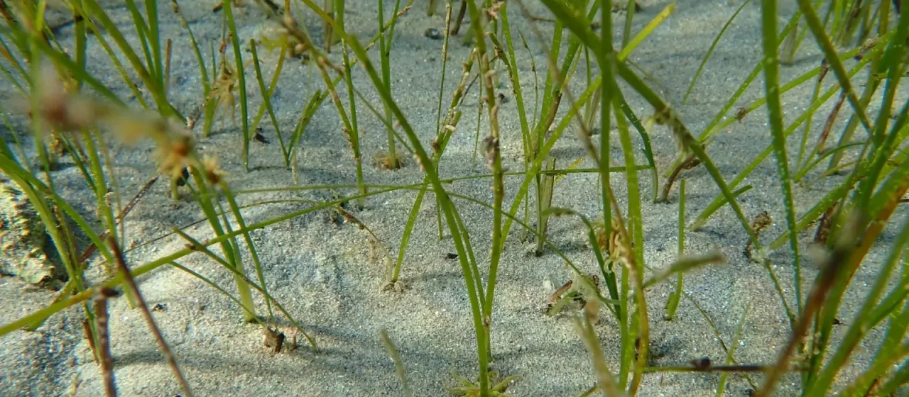 Dwarf eelgrass