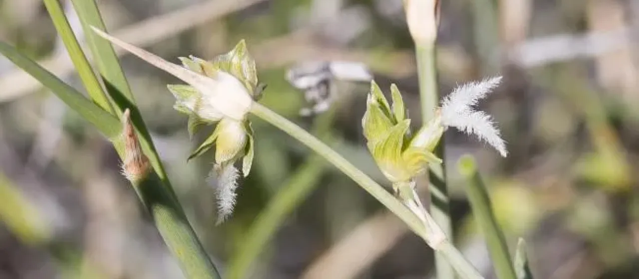Zygochloa paradoxa
