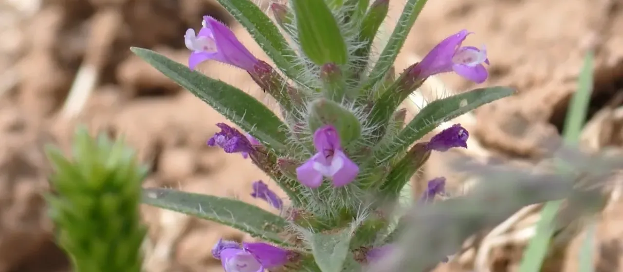 Ziziphora tenuior