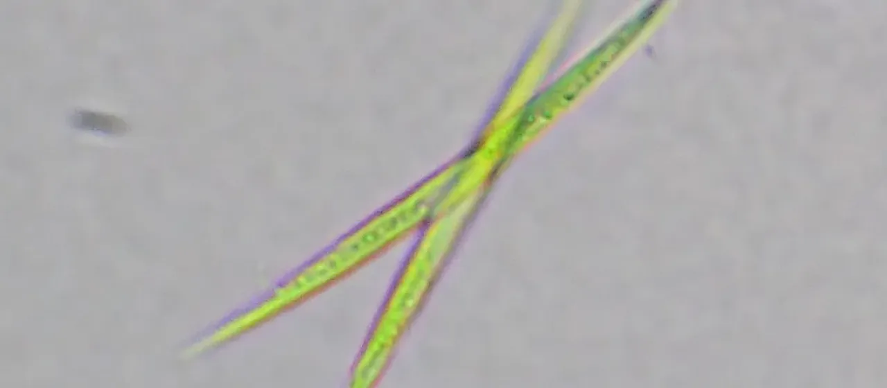 Ankistrodesmus falcatus