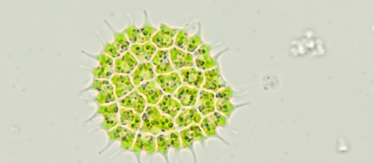 Pediastrum boryanum
