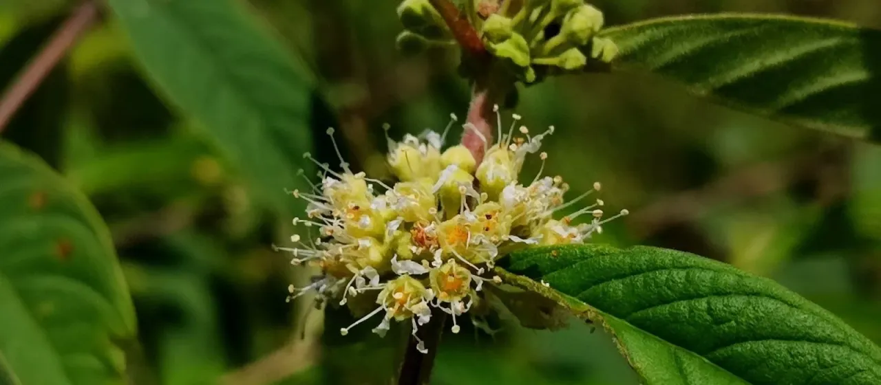 Adenaria floribunda