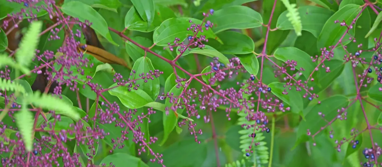 Miconia minutiflora