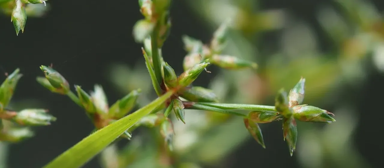 Diffuse flatsedge