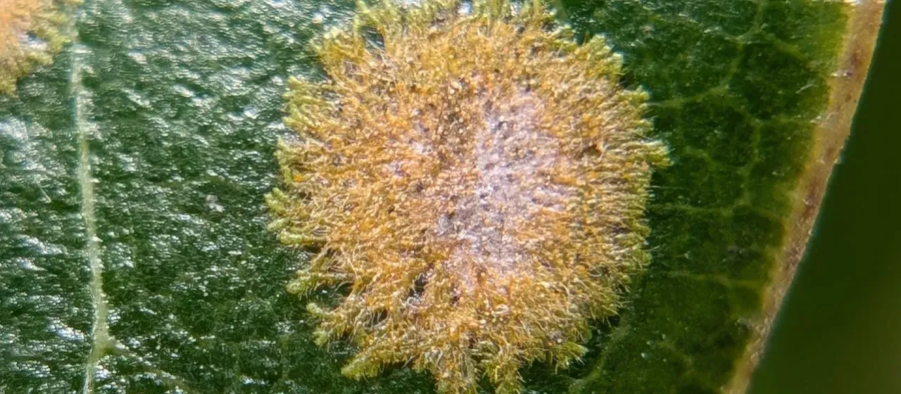 Cephaleuros virescens