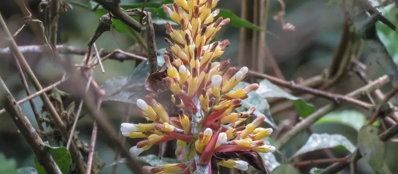 Aechmea candida