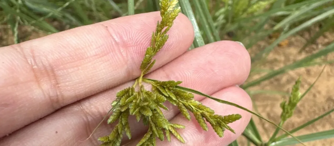 Rice flatsedge
