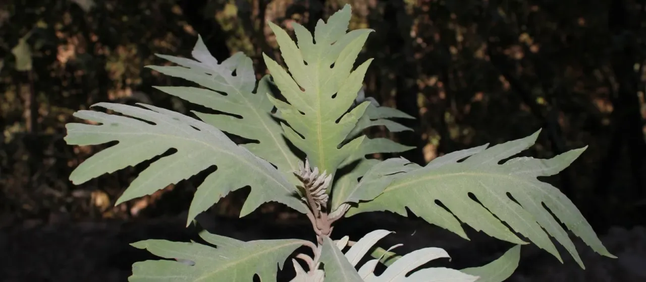 Bocconia arborea