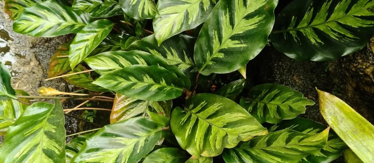 Calathea albertii