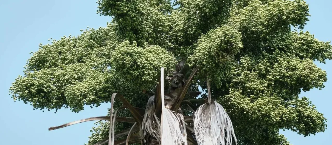 Корифа утан