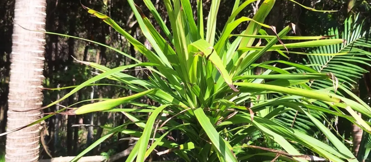 Cordyline stricta