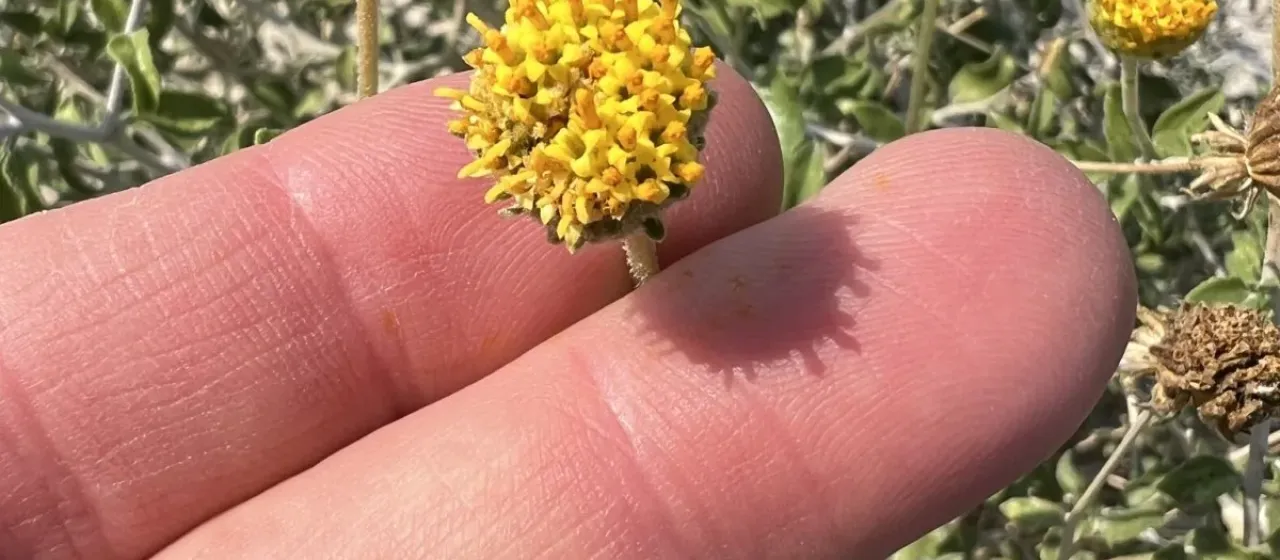 Encelia frutescens