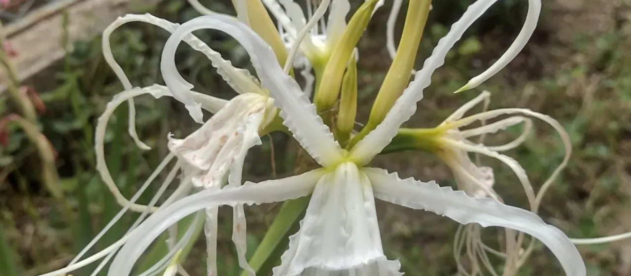 Ismene longipetala