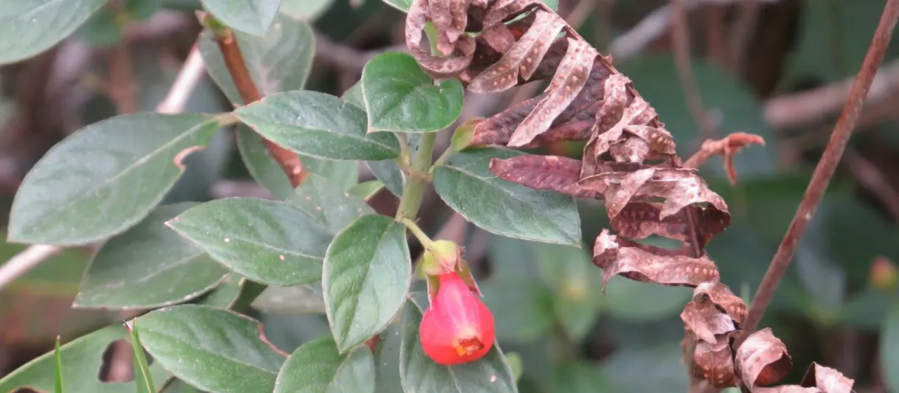 Nematanthus strigillosus