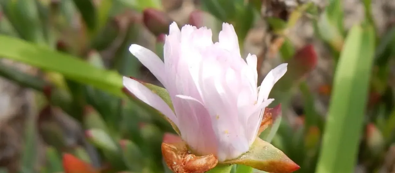 Lampranthus blandus
