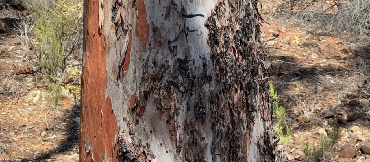 Eucalyptus brockwayi