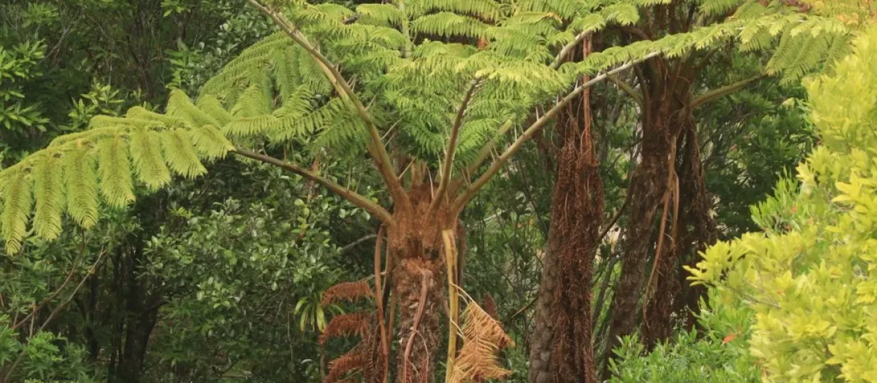Norfolk tree fern