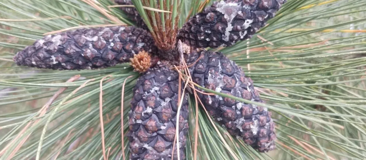 Hartweg's pine