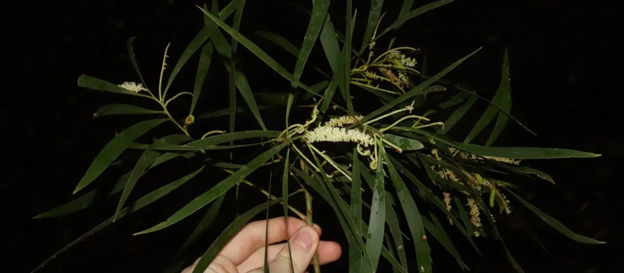 Maiden's Wattle