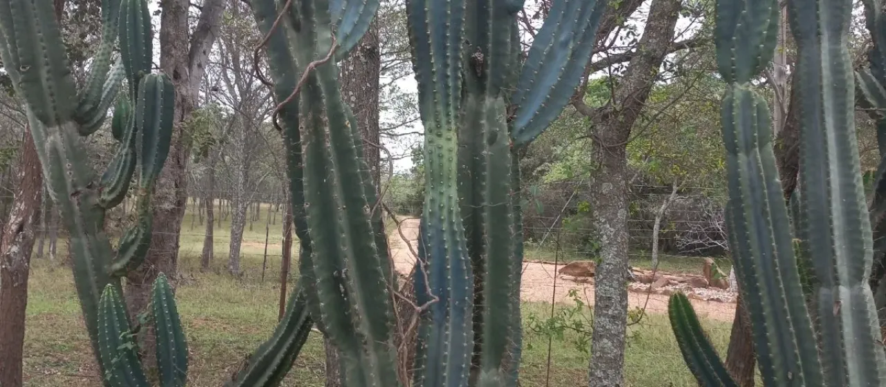 Cereus jamacaru
