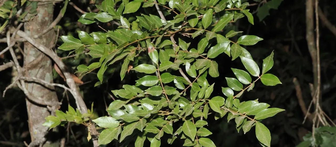 Austrosteenisia blackii